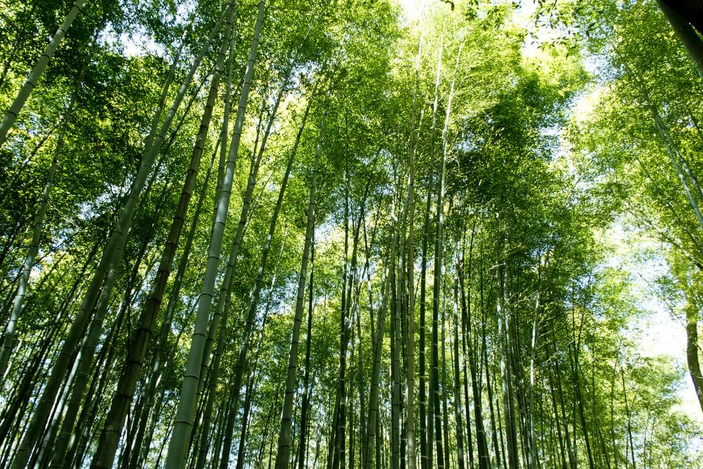 京都嵐山の静ひつな竹林の道、見どころとアクセス途中のお楽しみ