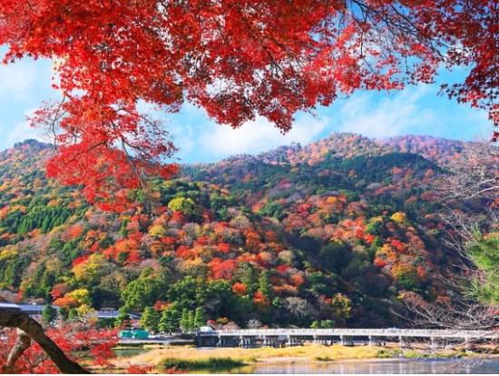 秋の定番！京都・嵐山の紅葉ライトアップに行ってみたい！