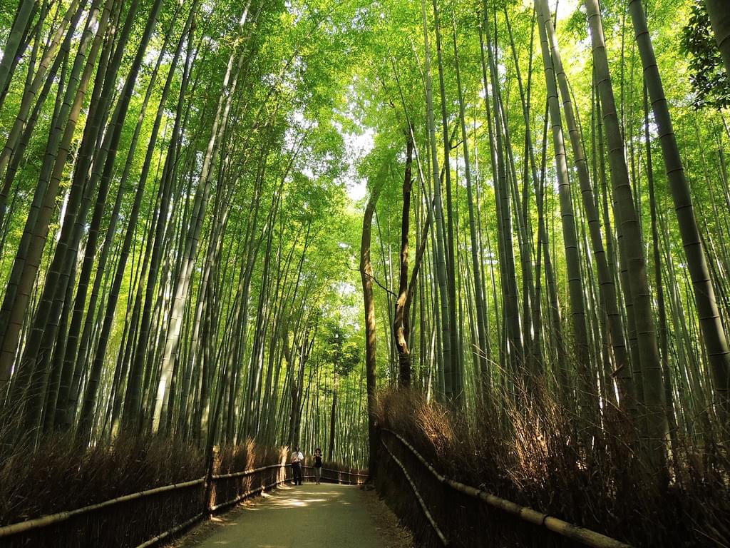 風情あふれる京都嵐山～嵯峨野トロッコ列車の旅！
