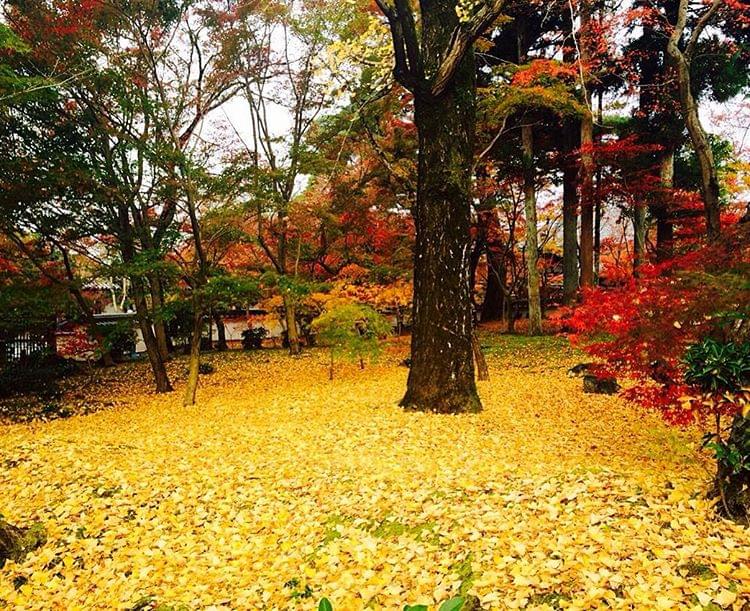 京都・嵐山の紅葉の見ごろは？混雑時の紅葉を楽しむコツをご紹介！