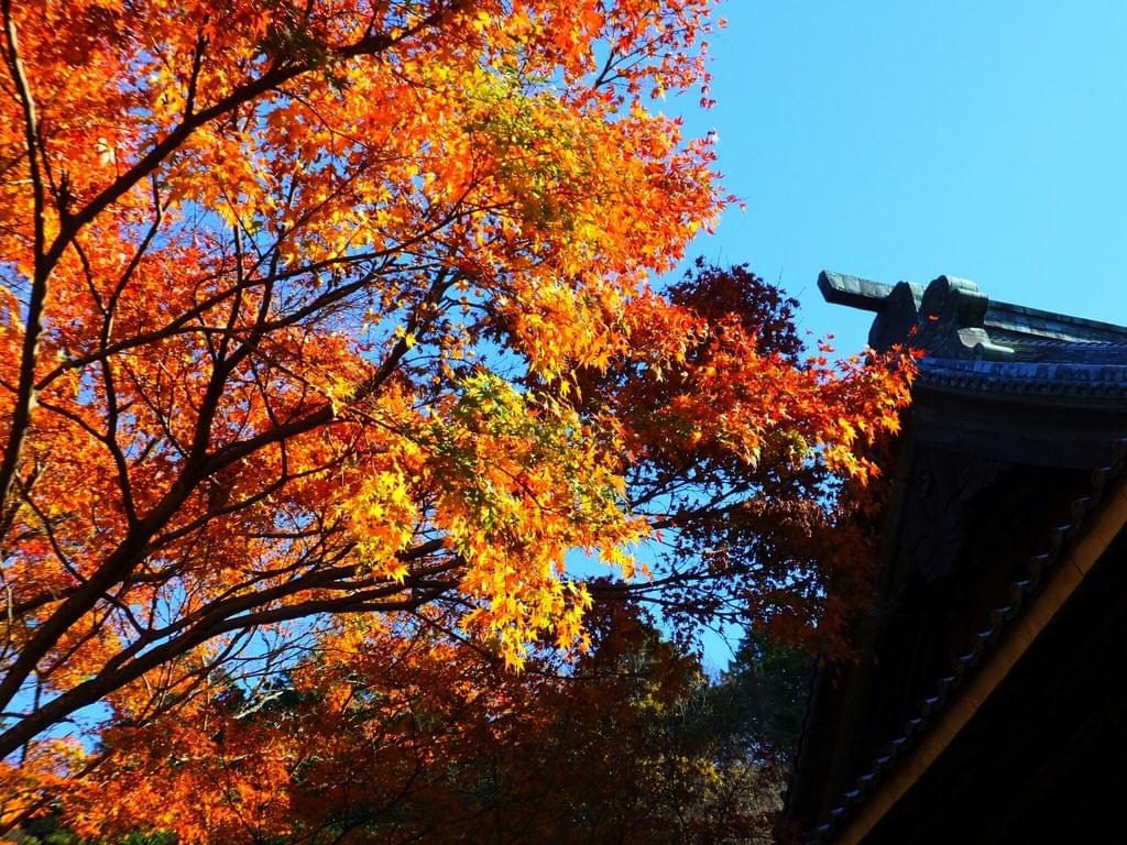 【紅葉シーズン】色彩の宝庫鎌倉！秋冬こそ訪れたい見どころお寺７選