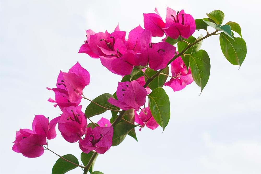 南国マレーシアで咲く花の種類４選！有名なラフレシアなど珍しいカラフルな植物がたくさん