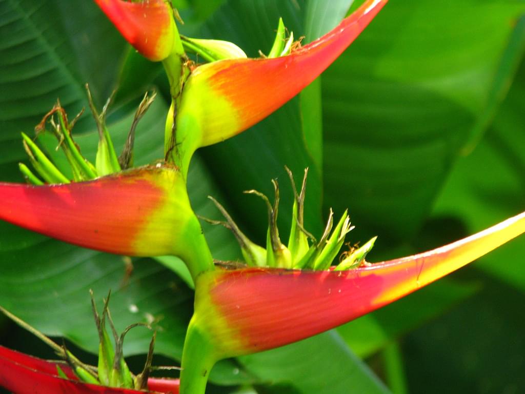 南国マレーシアで咲く花の種類４選！有名なラフレシアなど珍しいカラフルな植物がたくさん