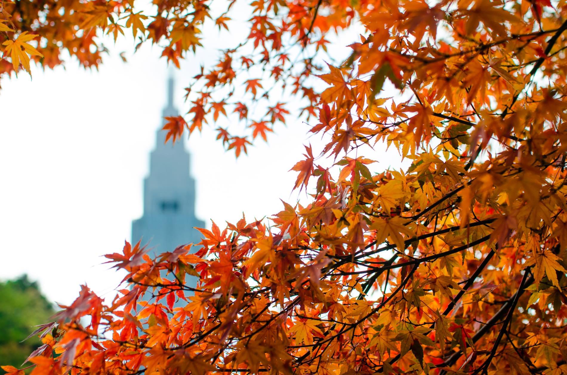 秋の風物詩！都会の中心・新宿御苑で紅葉を見に行こう