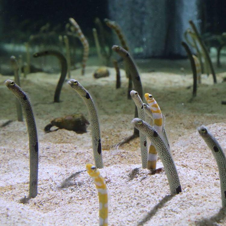 【東京】話題のすみだ水族館のチケットを賢く入手する方法