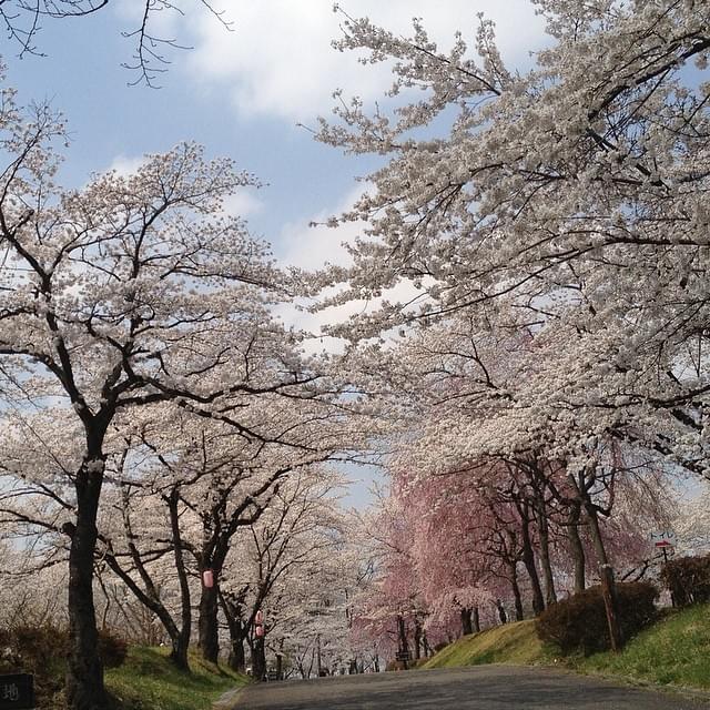 【埼玉県】秩父の羊山公園で満開の芝桜を満喫しよう！