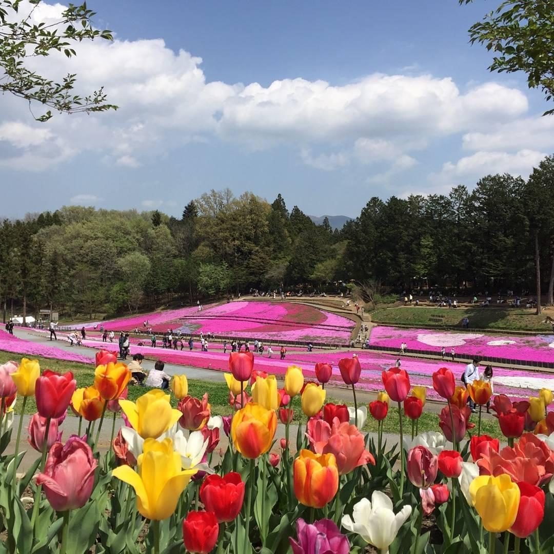 【埼玉県】秩父の羊山公園で満開の芝桜を満喫しよう！