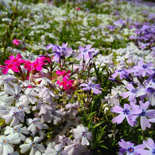 【埼玉県】秩父の羊山公園で満開の芝桜を満喫しよう！