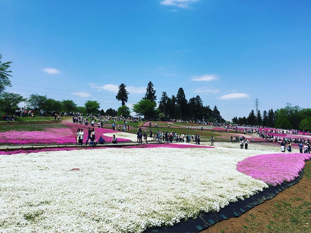 【埼玉県】秩父の羊山公園で満開の芝桜を満喫しよう！
