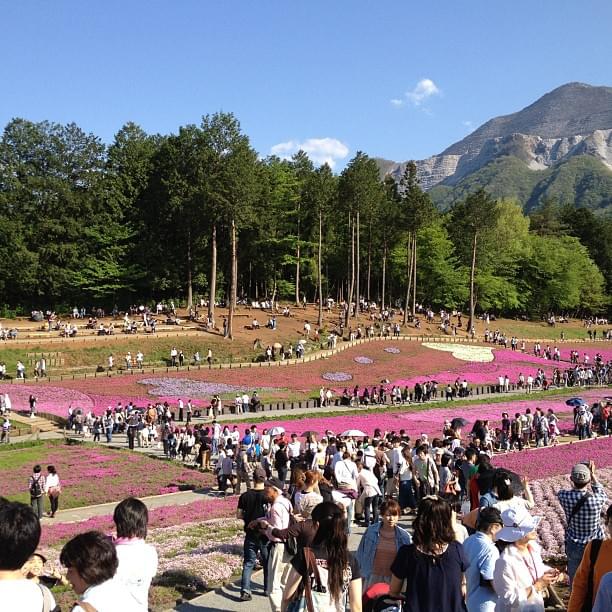 【埼玉県】秩父の羊山公園で満開の芝桜を満喫しよう！