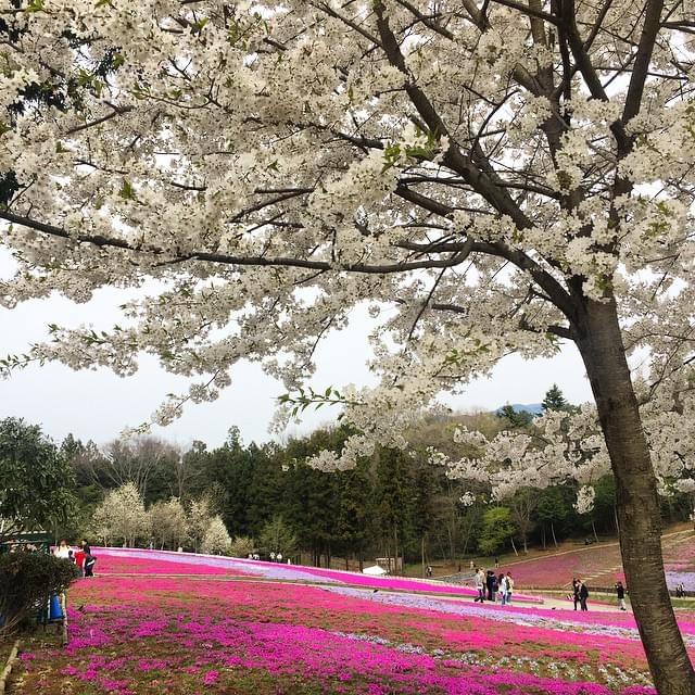 【埼玉県】秩父の羊山公園で満開の芝桜を満喫しよう！