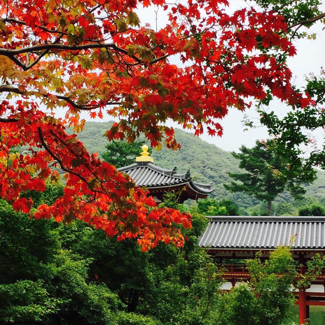 桜や藤、紅葉も！京都・平等院で四季を感じる花々