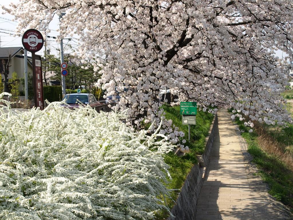 春！京都・哲学の道で桜を楽しみませんか？美しい桜並木を眺めながら哲学散歩♪