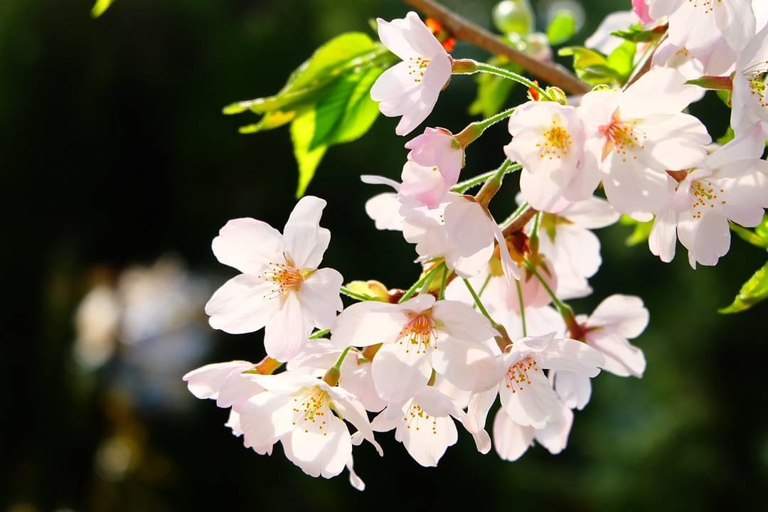 春！京都・哲学の道で桜を楽しみませんか？美しい桜並木を眺めながら哲学散歩♪