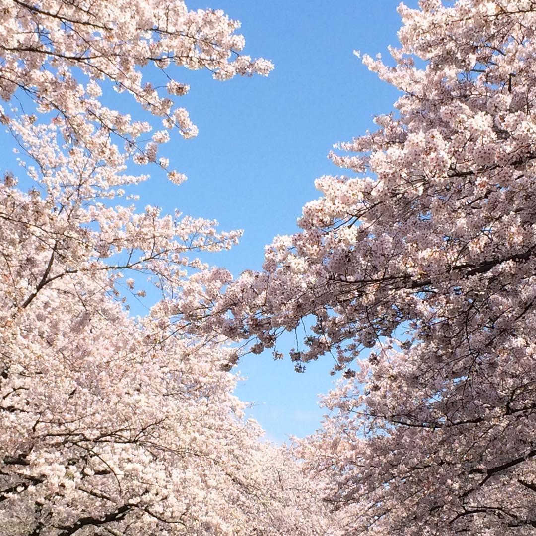 お花見定番の上野公園で桜を見よう！見頃とポイントは？