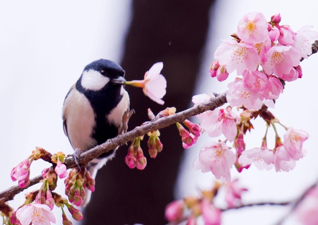 お花見定番の上野公園で桜を見よう！見頃とポイントは？