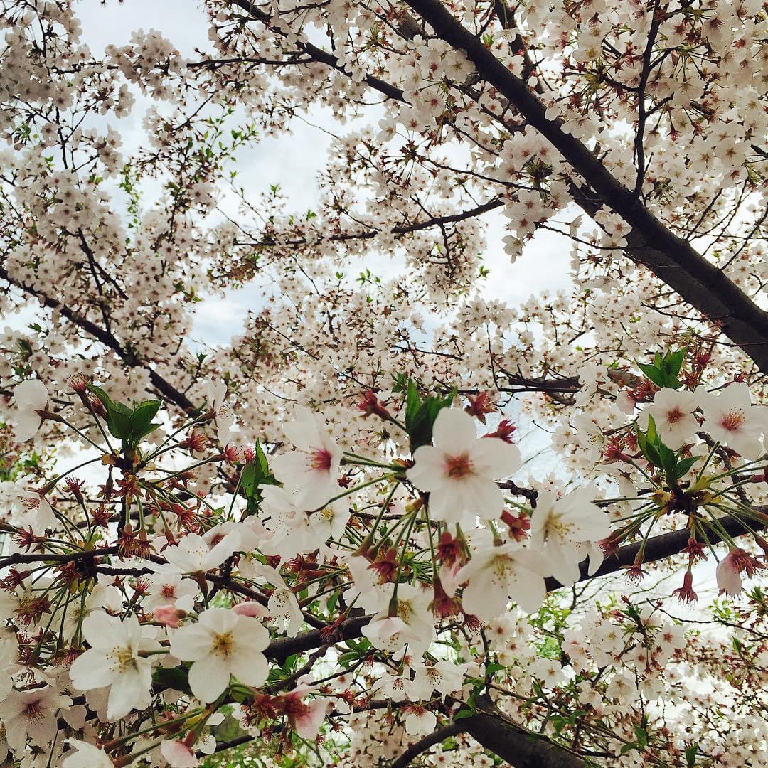 お花見定番の上野公園で桜を見よう！見頃とポイントは？