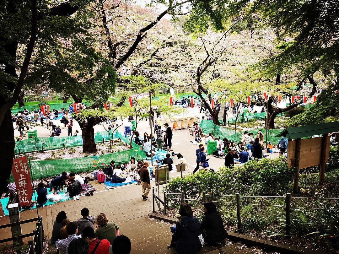 お花見定番の上野公園で桜を見よう！見頃とポイントは？