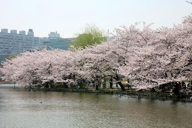お花見定番の上野公園で桜を見よう！見頃とポイントは？