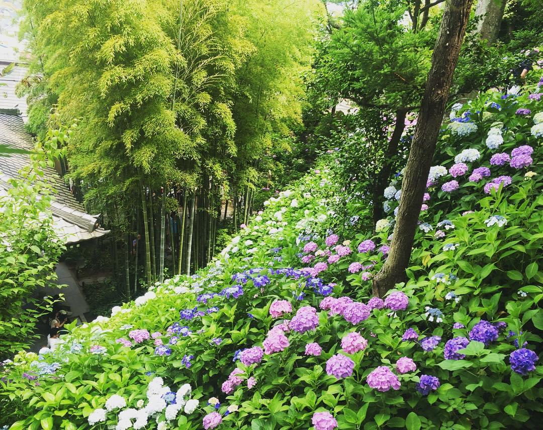 【鎌倉】紫陽花から桔梗まで夏を感じる古都鎌倉の花めぐり