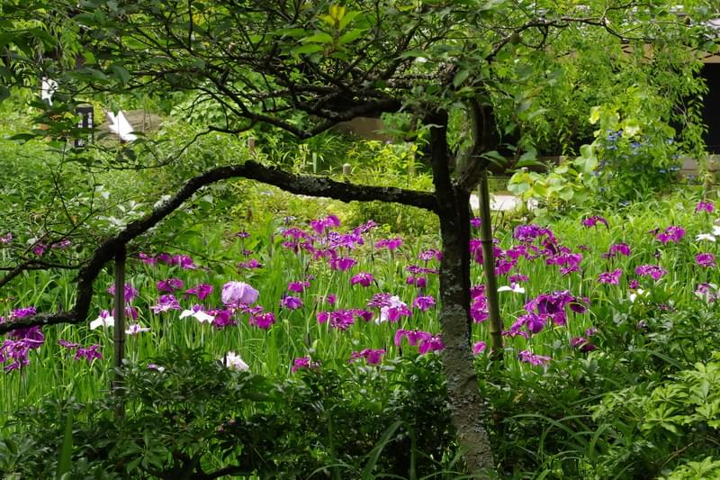 【鎌倉】紫陽花から桔梗まで夏を感じる古都鎌倉の花めぐり