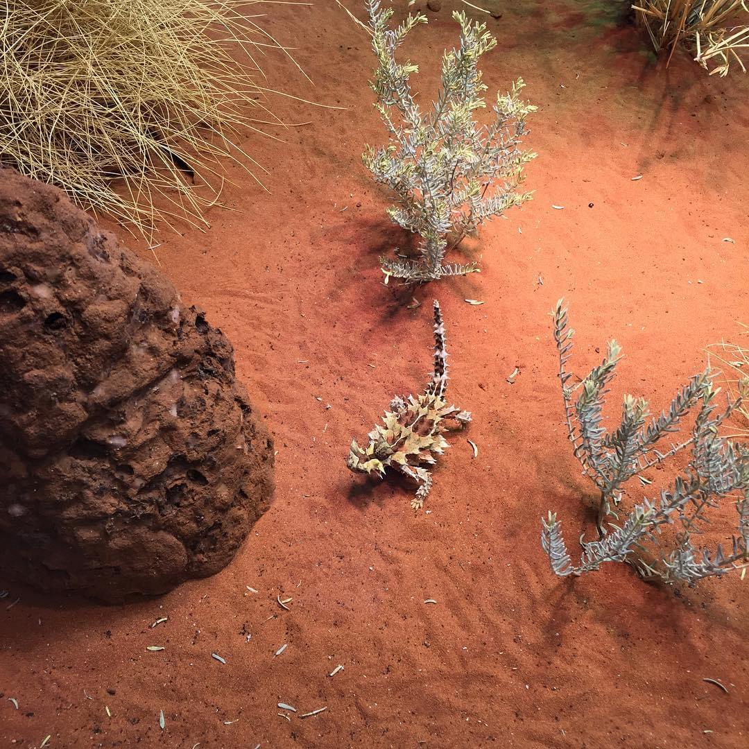 画像8枚目 オーストラリアのエアーズ ロックで珍獣モロクトカゲ トゲトカゲ を目撃 Taptrip