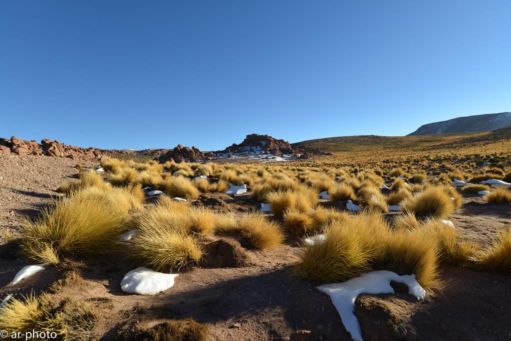 死ぬまでに見たい秘境！チリ・アタカマ砂漠に広がる花畑の絶景は異常気象が原因？