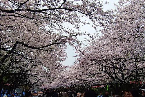 日本全国おすすめお花見スポット４選！桜まつりやライトアップも【東京・京都・長崎・青森】
