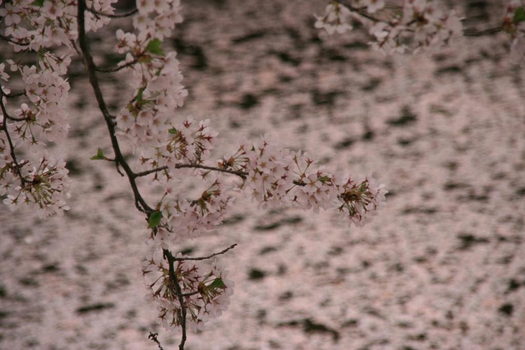 日本全国おすすめお花見スポット４選！桜まつりやライトアップも【東京・京都・長崎・青森】