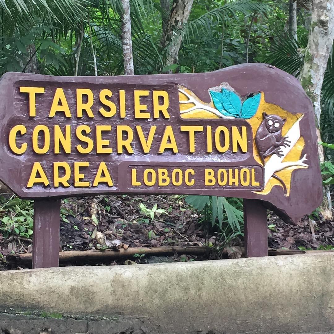 フィリピン・ボホール島の世界最小のメガネザル・ターシャに会いにいこう！おすすめ観光スポット紹介！