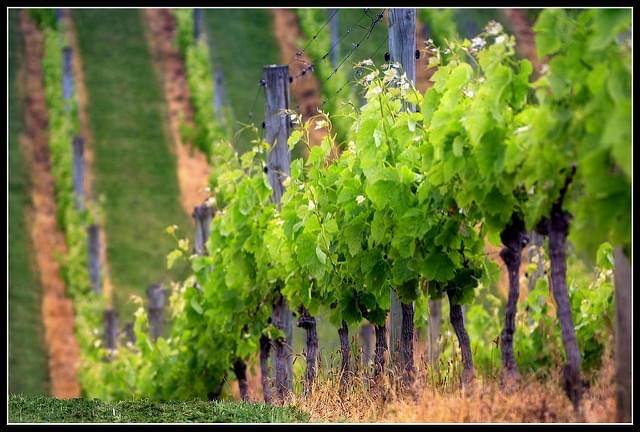 ニュージーランドワインのおすすめ産地4選！絶品ワイン探訪に出かけよう
