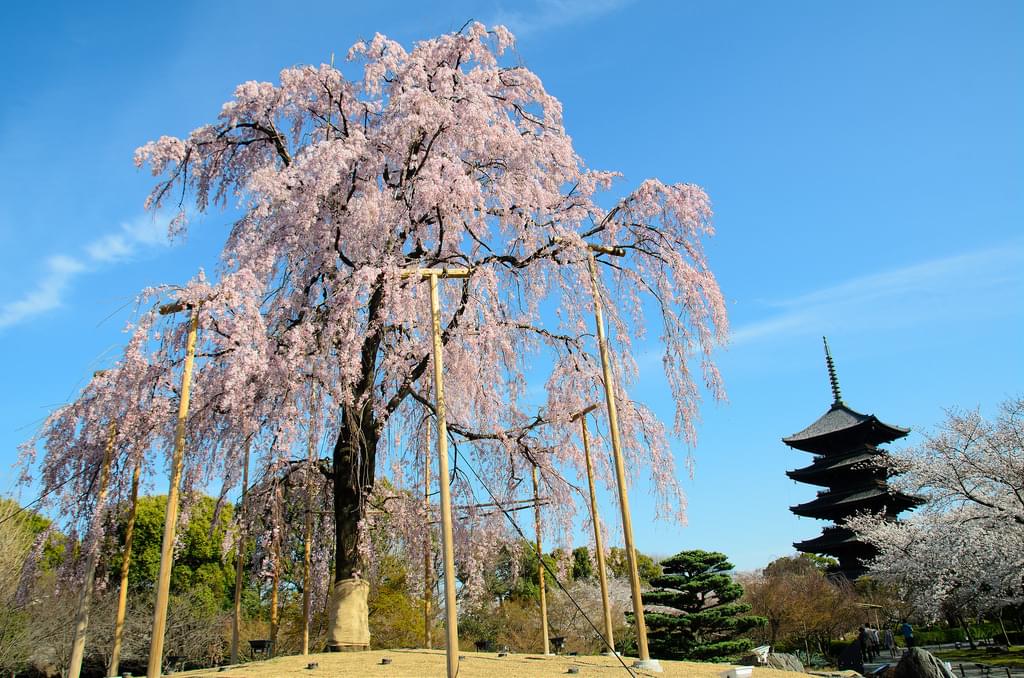 樹齢130年の不二桜は必見！春の京都・東寺へ出かけてみよう