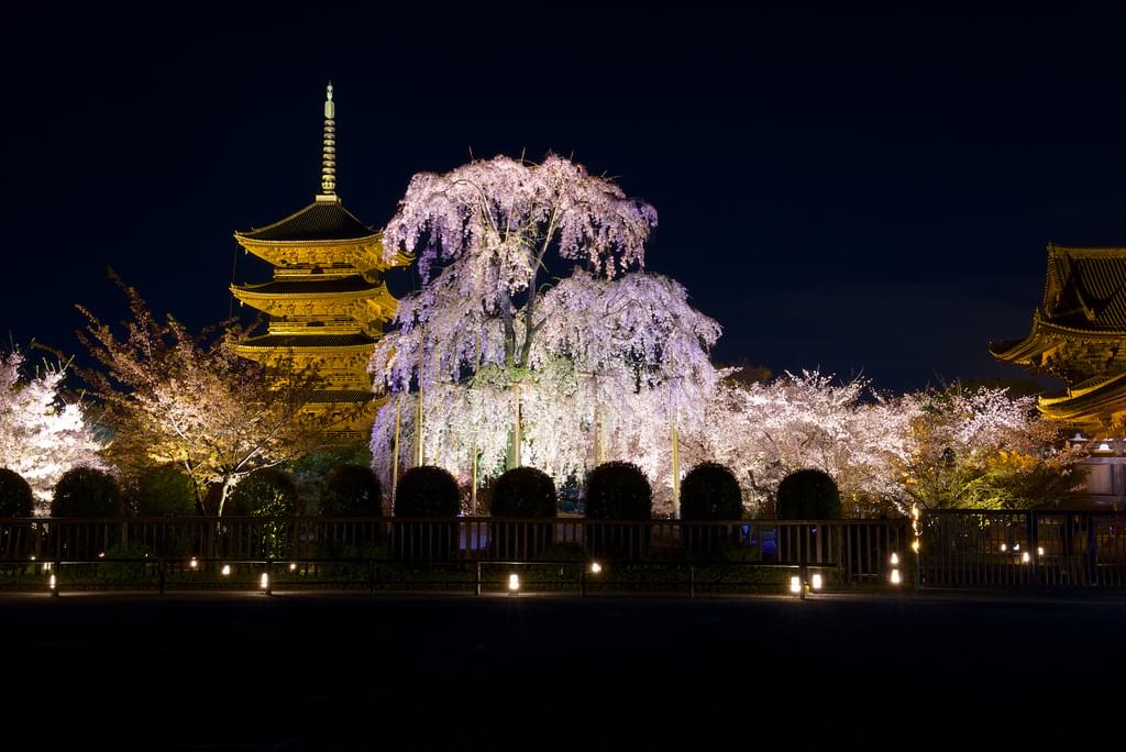 樹齢130年の不二桜は必見！春の京都・東寺へ出かけてみよう
