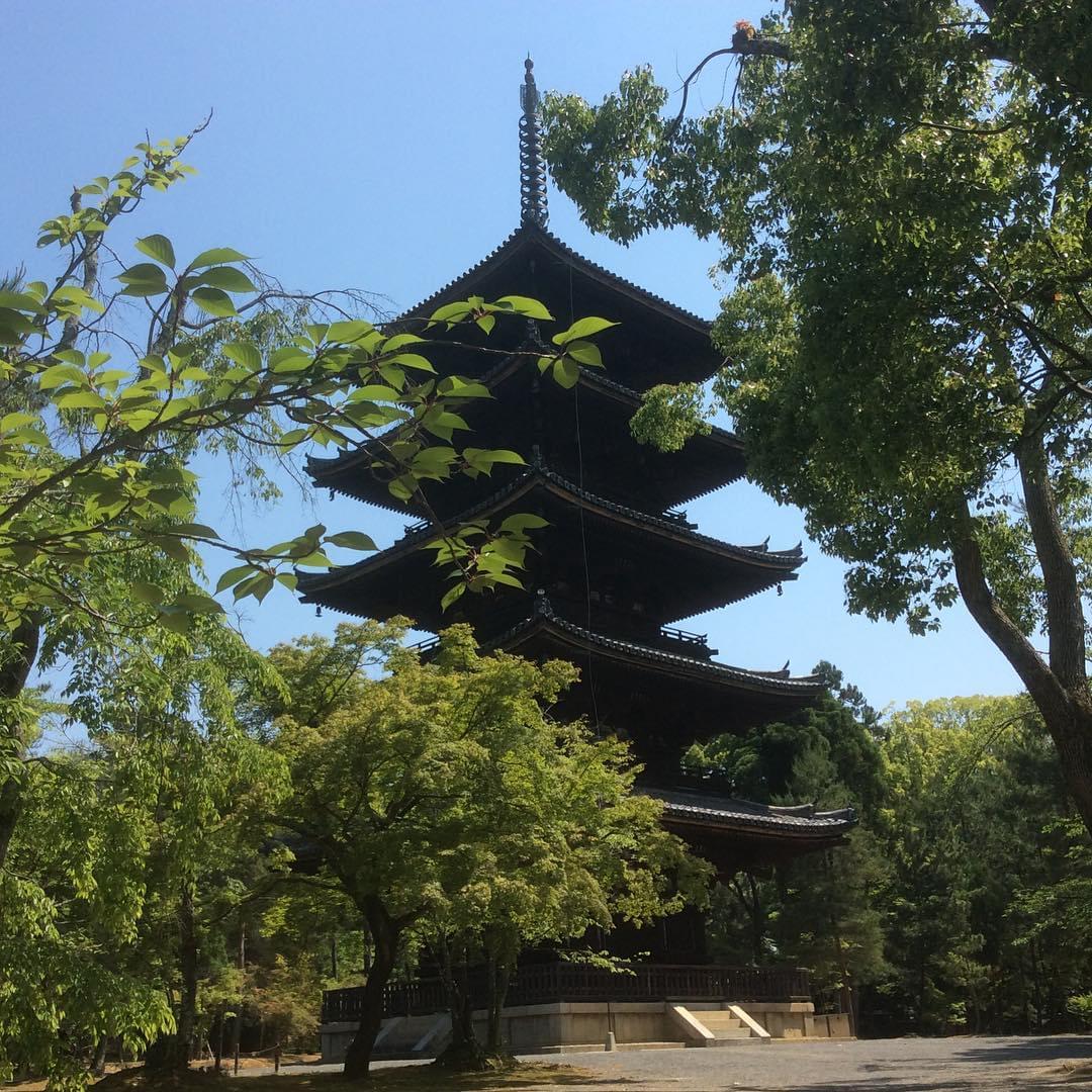 名勝・御室桜は必見！京都の世界遺産、仁和寺へお花見に出かけよう