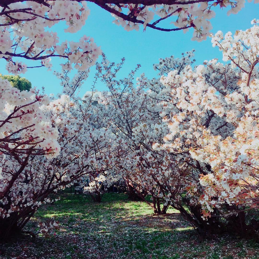 名勝・御室桜は必見！京都の世界遺産、仁和寺へお花見に出かけよう