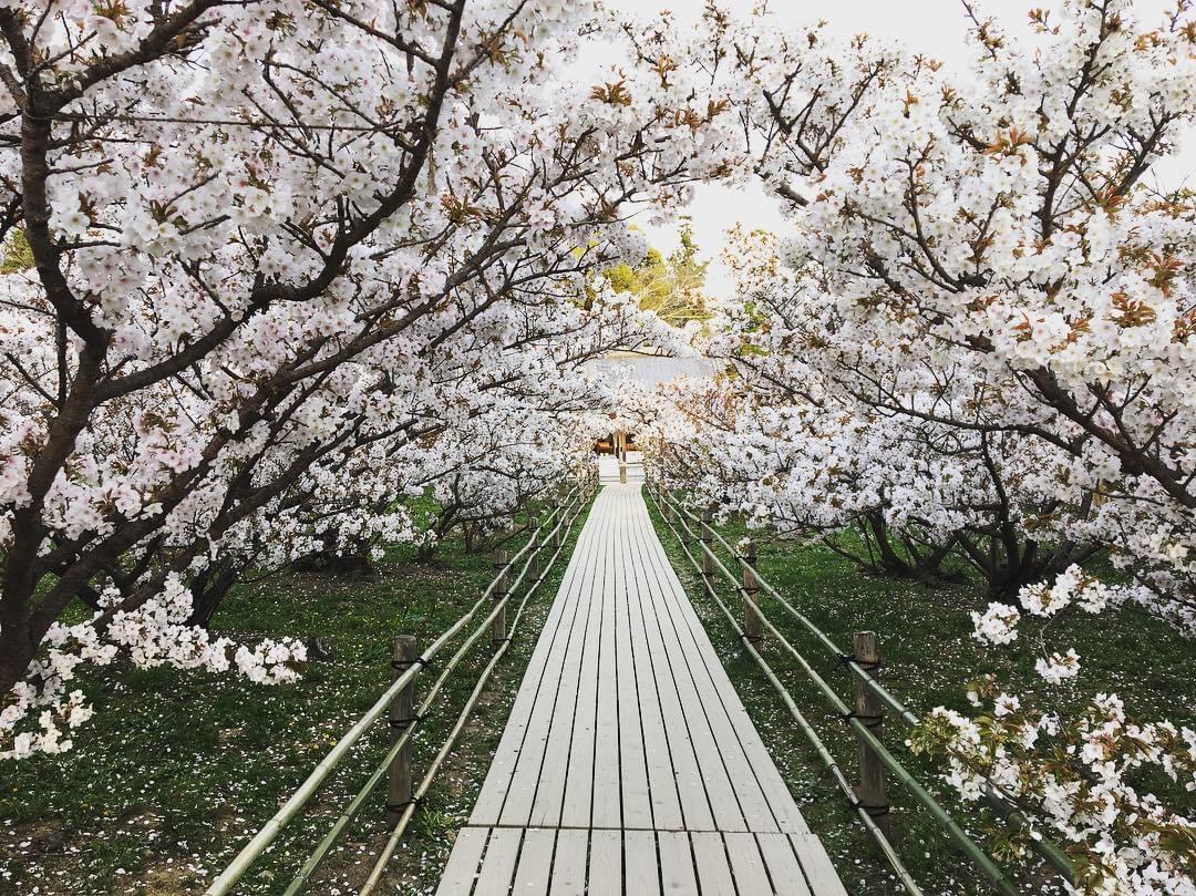 名勝・御室桜は必見！京都の世界遺産、仁和寺へお花見に出かけよう