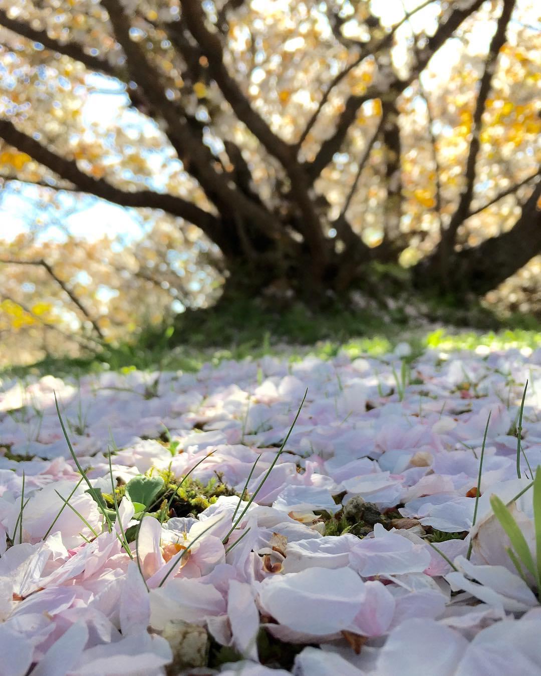 名勝・御室桜は必見！京都の世界遺産、仁和寺へお花見に出かけよう