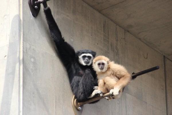 北海道といえばここ！一度は行きたい旭川市旭山動物園！