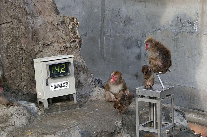 少しでもお得に行きたい！上野動物園の割引サービスを使う方法