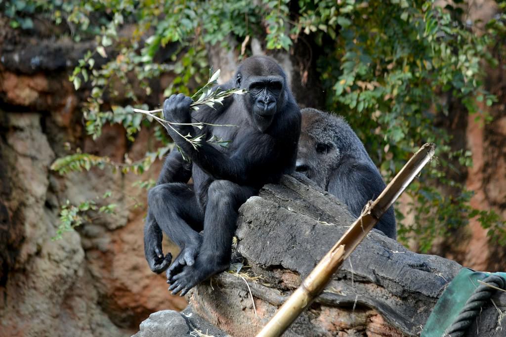 少しでもお得に行きたい！上野動物園の割引サービスを使う方法