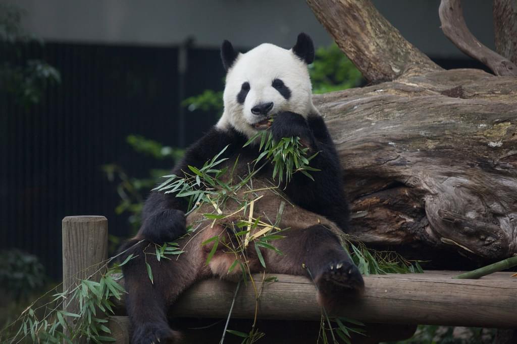 少しでもお得に行きたい！上野動物園の割引サービスを使う方法