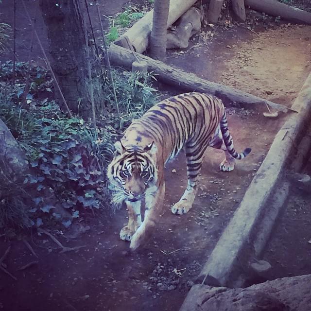 少しでもお得に行きたい！上野動物園の割引サービスを使う方法