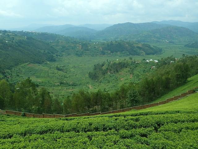 ルワンダ国内シェアNo.1の紅茶「ソルワテ茶」茶畑見学＆飲み放題ツアー！