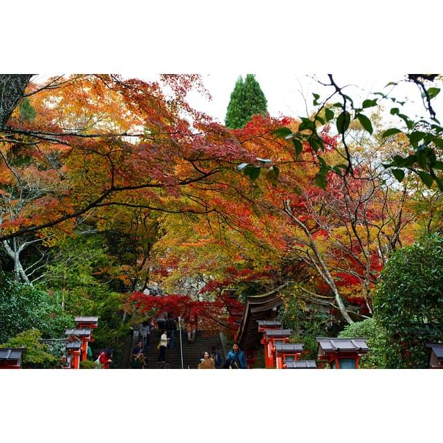 錦繍の秋を堪能！京都・貴船神社へ行くなら紅葉ローカル列車に乗って