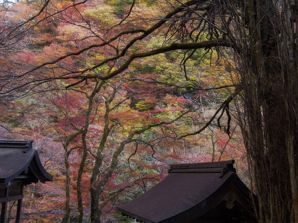錦繍の秋を堪能！京都・貴船神社へ行くなら紅葉ローカル列車に乗って