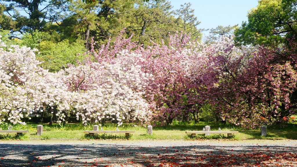 京都の桜は京都御苑から、約1カ月のお花見を楽しもう！