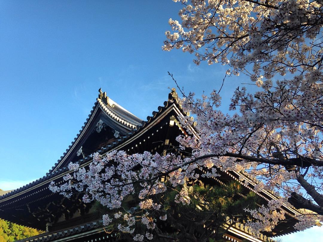 「花の醍醐」と呼ばれる京都醍醐寺の美しい桜をご堪能ください