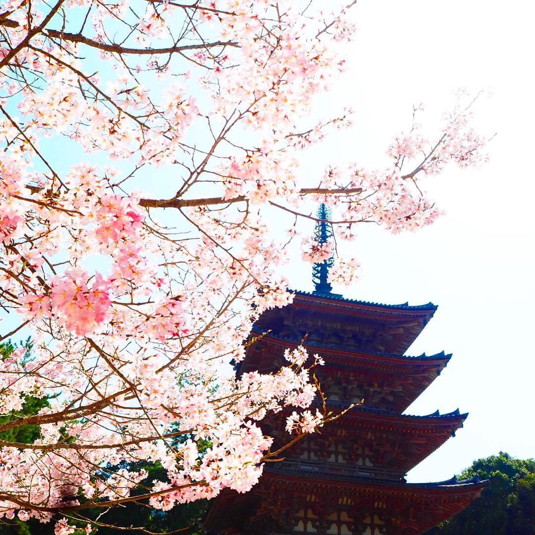 「花の醍醐」と呼ばれる京都醍醐寺の美しい桜をご堪能ください