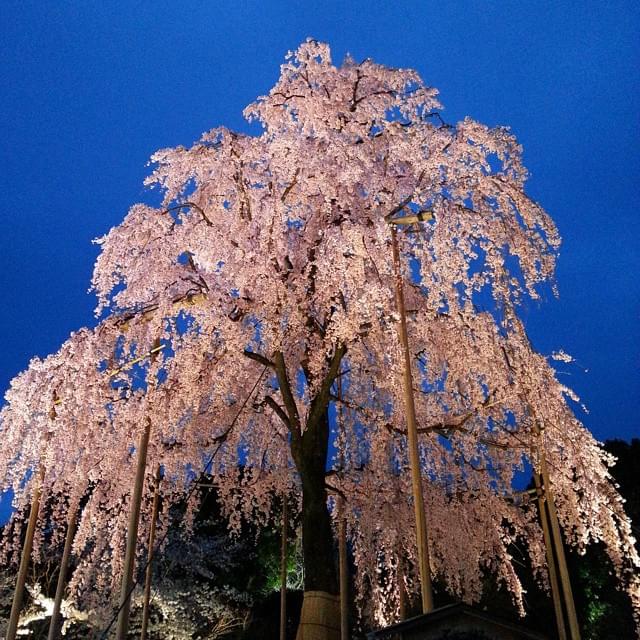 荘厳な京都・東寺のライトアップ～光に浮かび上がる東寺と樹木の織りなす幽玄美