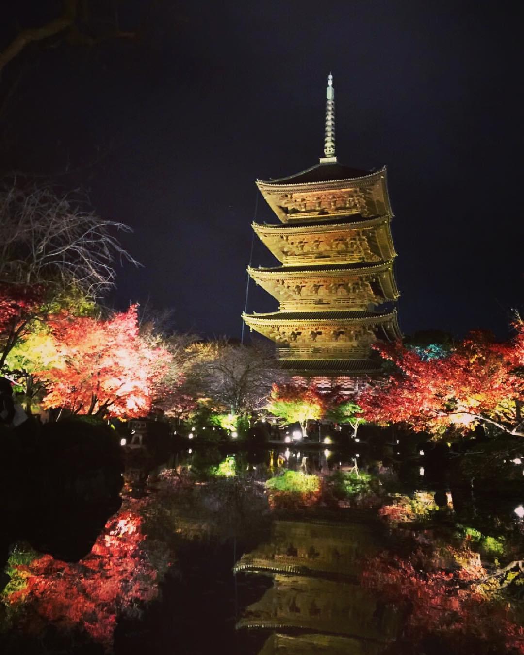 荘厳な京都・東寺のライトアップ～光に浮かび上がる東寺と樹木の織りなす幽玄美